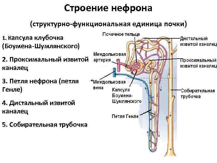 Что входит в состав изображенной на рисунке структуры выделительной системы человека