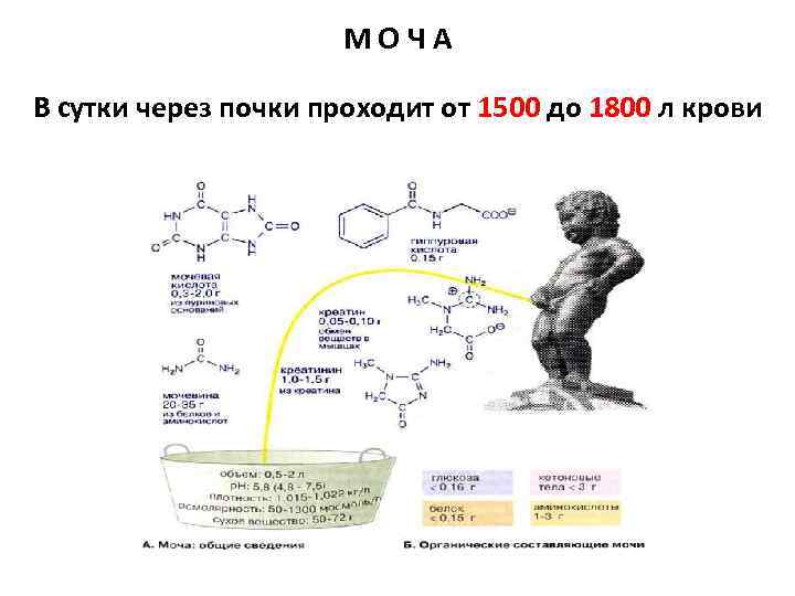 МОЧА В сутки через почки проходит от 1500 до 1800 л крови 