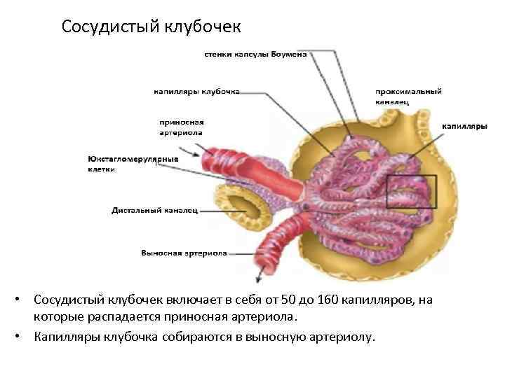 Сосудистый клубочек • Сосудистый клубочек включает в себя от 50 до 160 капилляров, на