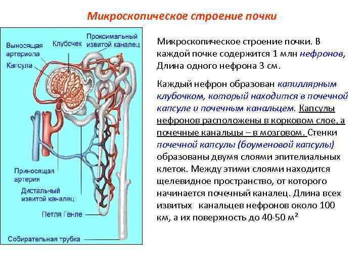 В мозговом слое почек находятся капсулы нефронов. Строение почки почечный каналец. Строение нефрона почки биохимия. Почечная капсула функции. Выделительная система почка извитой каналец нефрона петля Генле.