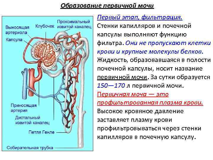 Образование первичной мочи Первый этап, фильтрация. Стенки капилляров и почечной капсулы выполняют функцию фильтра.