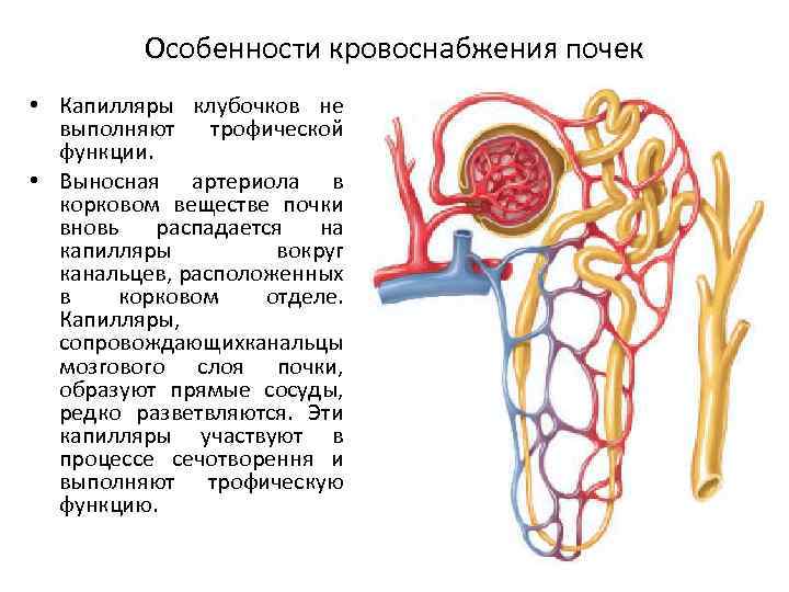 Кровоснабжение почки схема