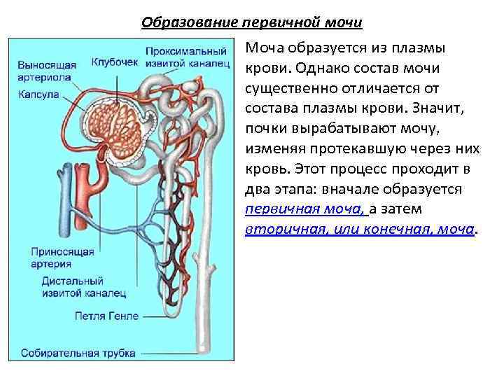 Образование первичной мочи Моча образуется из плазмы крови. Однако состав мочи существенно отличается от