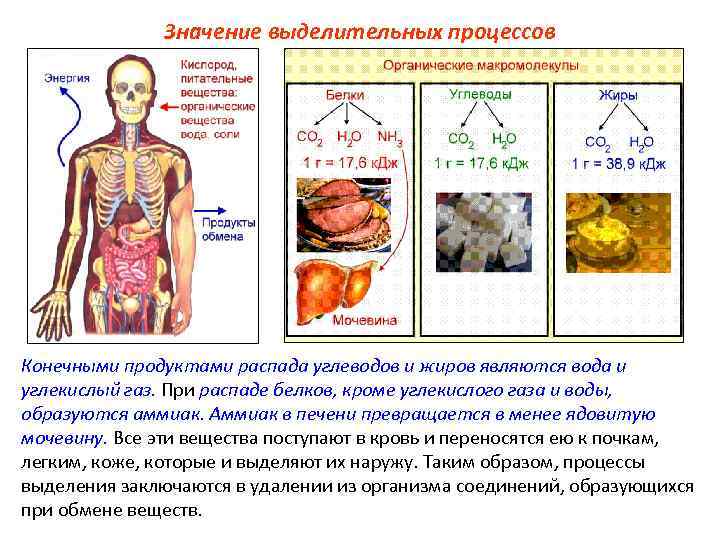 Конечные продукты распада