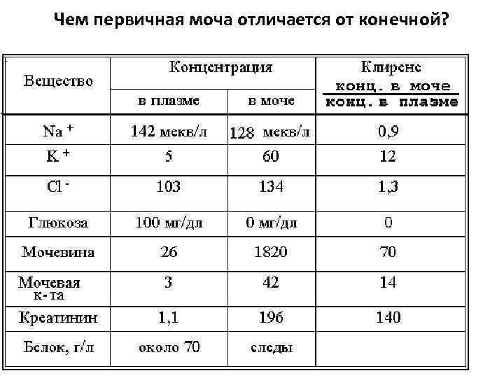 Чем первичная моча отличается от конечной? 