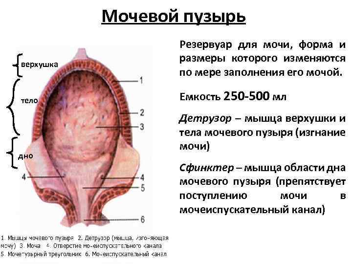 Мочевой пузырь верхушка тело дно Резервуар для мочи, форма и размеры которого изменяются по