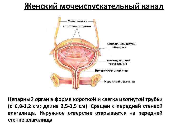Женский мочеиспускательный канал Непарный орган в форме короткой и слегка изогнутой трубки (d 0,