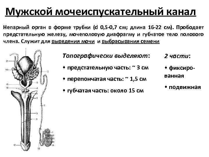 Мужской мочеиспускательный канал Непарный орган в форме трубки (d 0, 5 -0, 7 см;