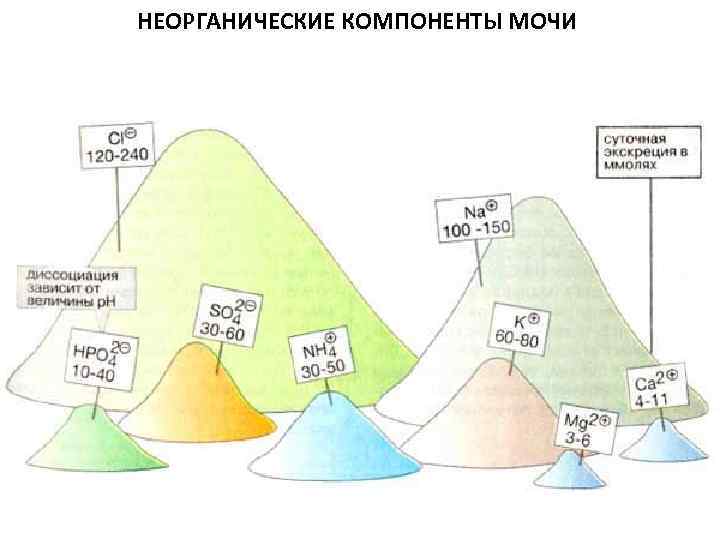 НЕОРГАНИЧЕСКИЕ КОМПОНЕНТЫ МОЧИ 