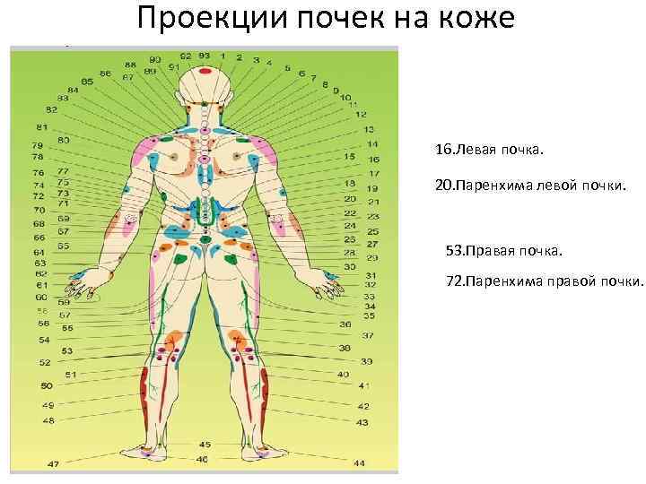 Проекция почек