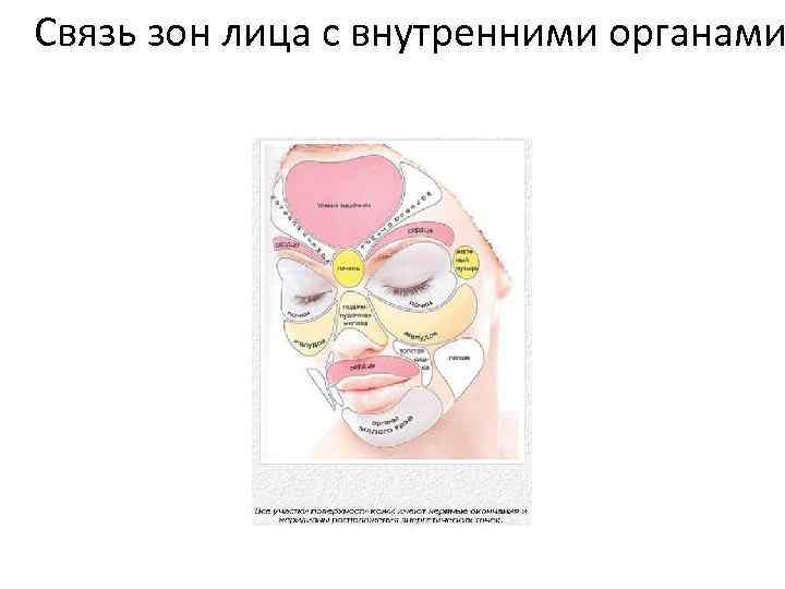 Связь зон лица с внутренними органами 