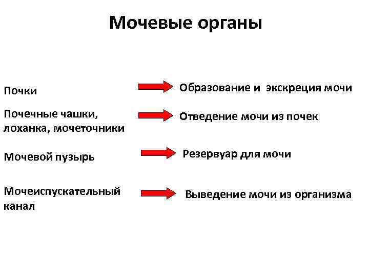 Мочевые органы Почки Образование и экскреция мочи Почечные чашки, лоханка, мочеточники Отведение мочи из