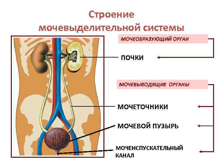 Строение мочевыделительной системы МОЧЕОБРАЗУЮЩИЙ ОРГАН ПОЧКИ МОЧЕВЫВОДЯЩИЕ ОРГАНЫ МОЧЕТОЧНИКИ МОЧЕВОЙ ПУЗЫРЬ МОЧЕИСПУСКАТЕЛЬНЫЙ КАНАЛ 