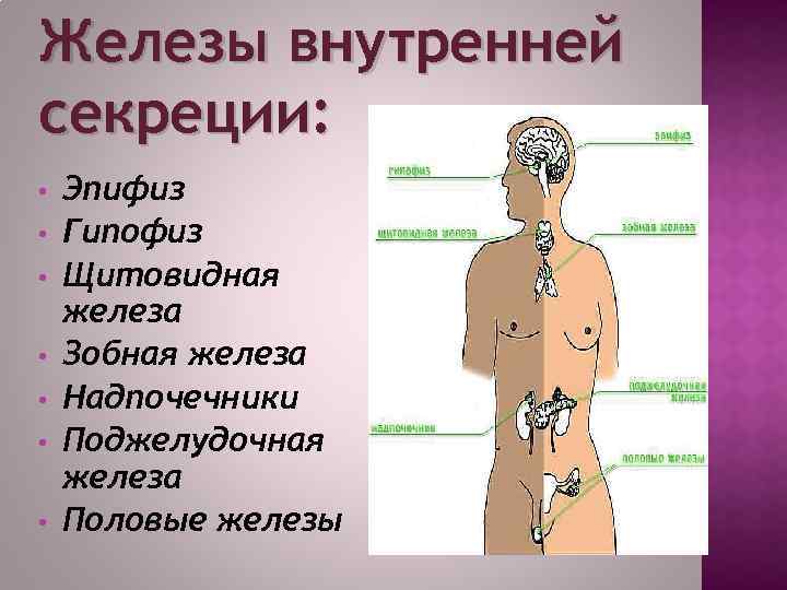 Железы внутренней секреции: • • Эпифиз Гипофиз Щитовидная железа Зобная железа Надпочечники Поджелудочная железа