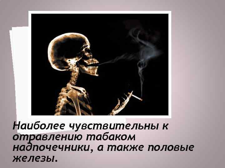 Наиболее чувствительны к отравлению табаком надпочечники, а также половые железы. 