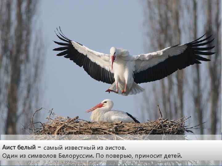 Аист белый - самый известный из аистов. Один из символов Белоруссии. По поверью, приносит