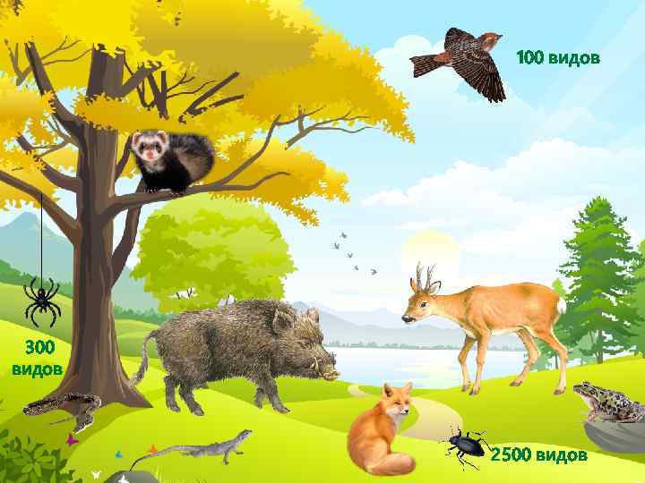 100 видов 300 видов 2500 видов 