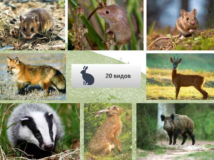 20 видов 