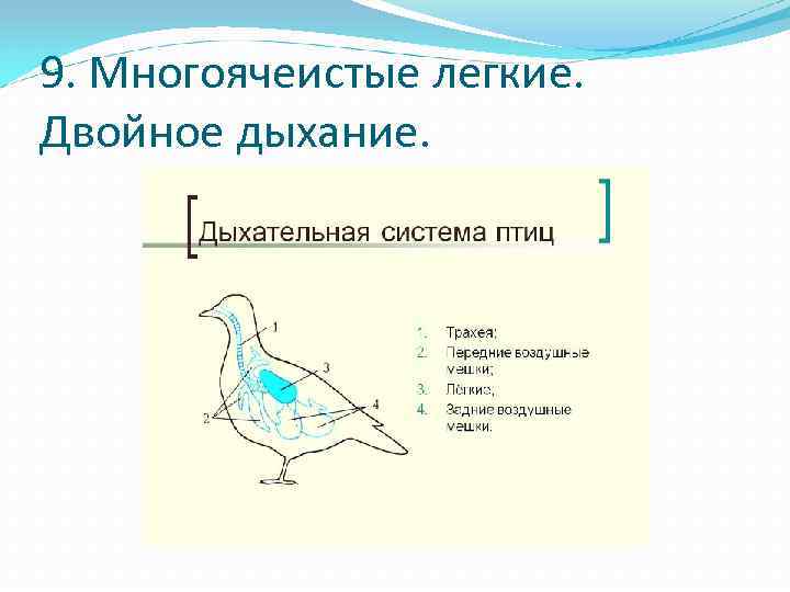 9. Многоячеистые легкие. Двойное дыхание. 