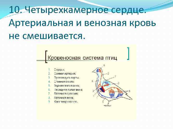 10. Четырехкамерное сердце. Артериальная и венозная кровь не смешивается. 