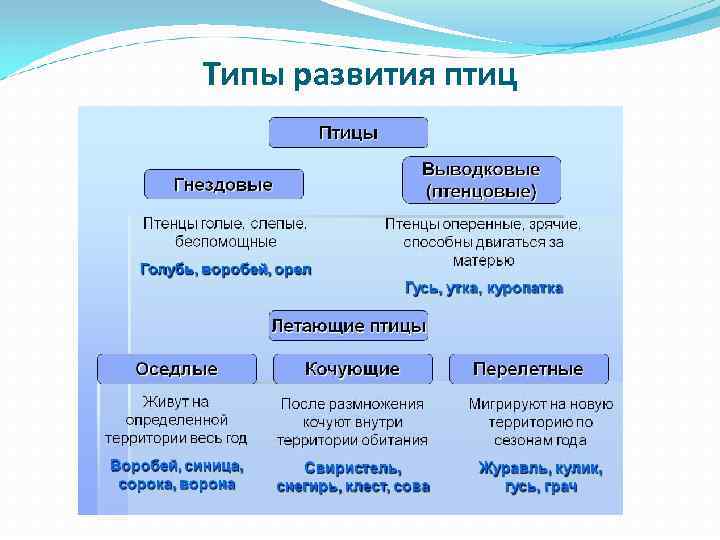 Типы развития птиц 