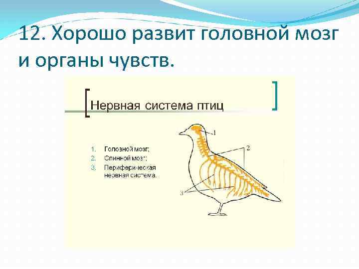 12. Хорошо развит головной мозг и органы чувств. 