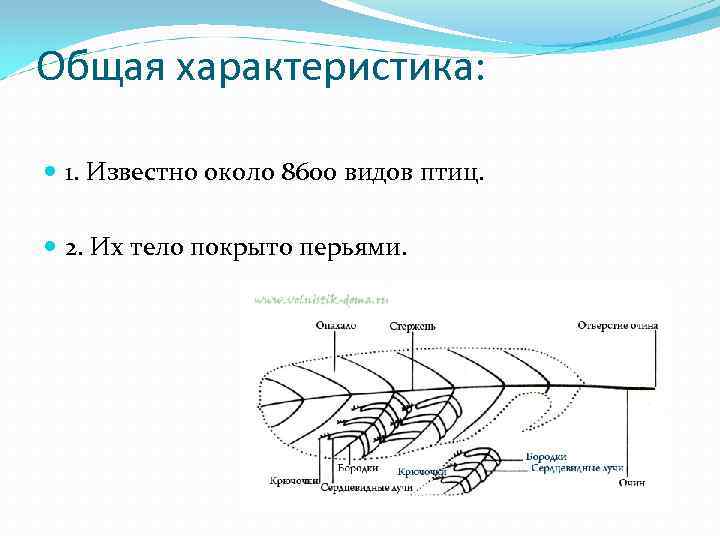 Общая характеристика: 1. Известно около 8600 видов птиц. 2. Их тело покрыто перьями. 