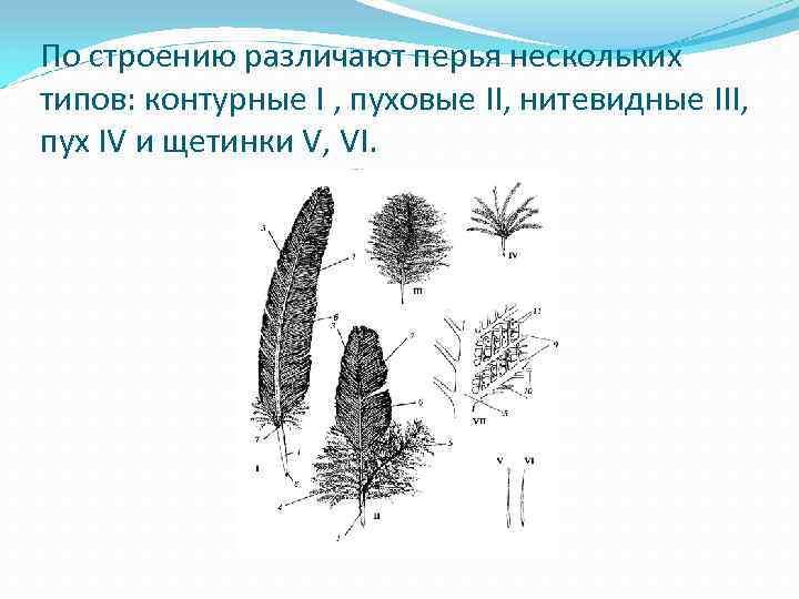 По строению различают перья нескольких типов: контурные I , пуховые II, нитевидные III, пух