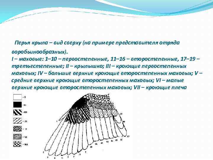  Перья крыла – вид сверху (на примере представителя отряда воробьинообразных). I – маховые: