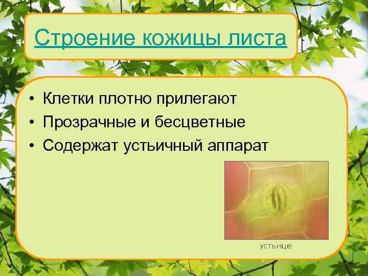 Строение кожицы листа • Клетки плотно прилегают • Прозрачные и бесцветные Внутреннее строение •