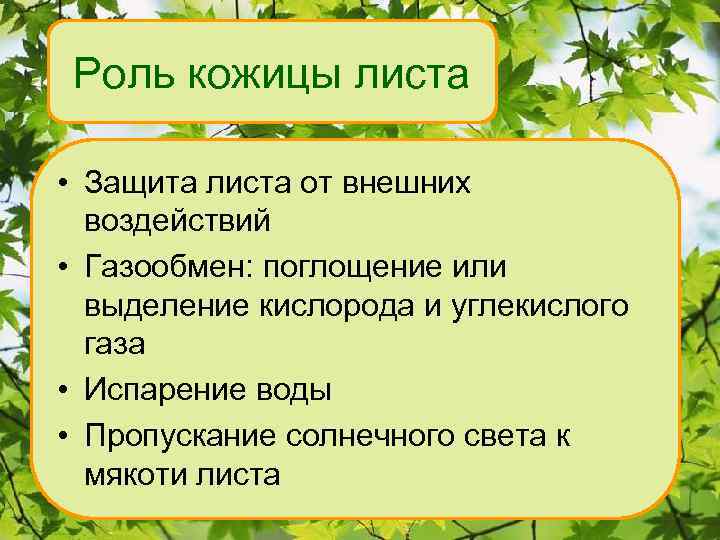 Роль кожицы листа • Защита листа от внешних воздействий • Газообмен: поглощение или выделение