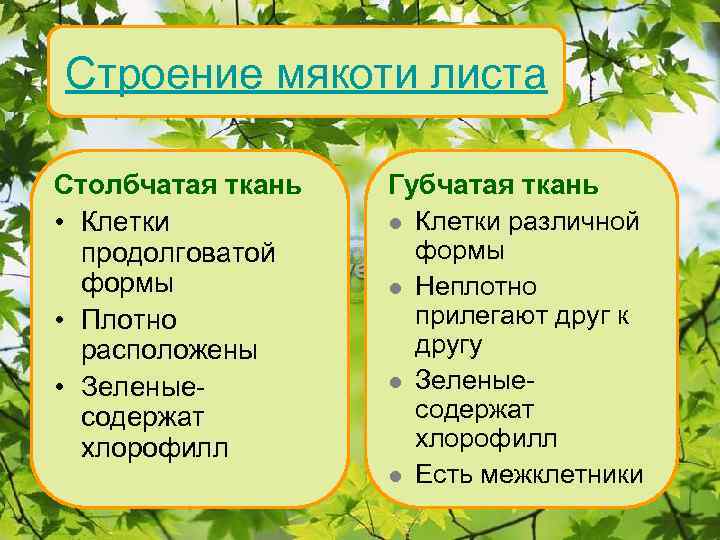 Строение мякоти листа Столбчатая ткань • Клетки продолговатой формы • Плотно расположены • Зеленыесодержат