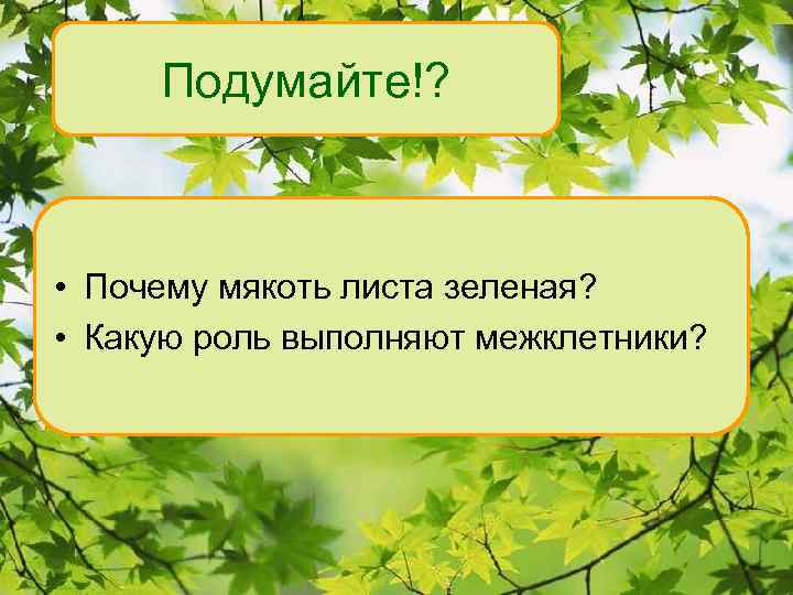 Подумайте!? • Почему мякоть листа зеленая? • Какую роль выполняют межклетники? 