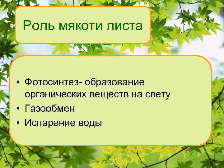 Роль мякоти листа • Фотосинтез- образование органических веществ на свету • Газообмен • Испарение