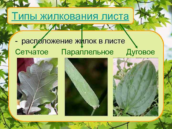 Типы жилкования листа - расположение жилок в листе Сетчатое Параллельное Дуговое 