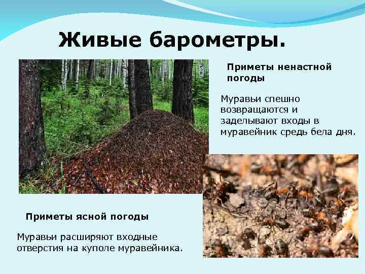 Живые барометры. Приметы ненастной погоды Муравьи спешно возвращаются и заделывают входы в муравейник средь