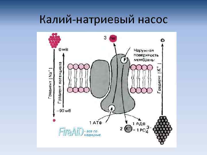 Калий натриевый насос 