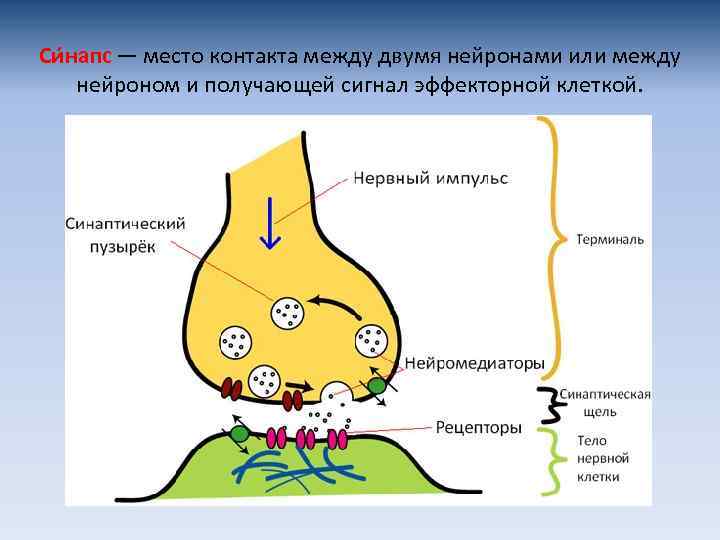 Си напс — место контакта между двумя нейронами или между нейроном и получающей сигнал