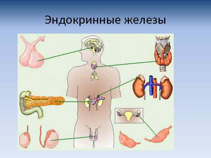 Эндокринные железы 