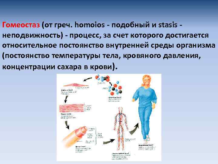 Регуляция внутренней среды организма