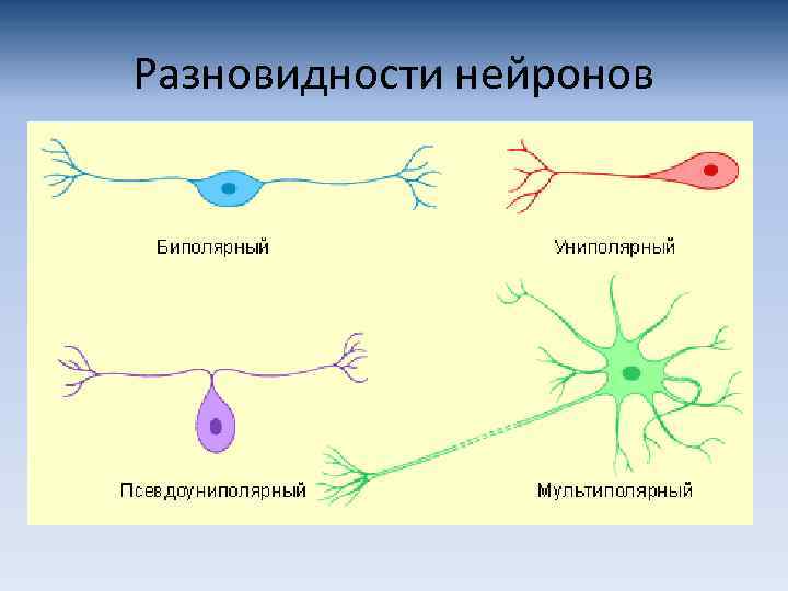 Разновидности нейронов 