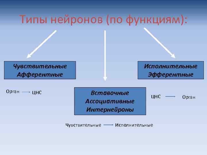 Типы нейронов (по функциям): Чувствительные Афферентные Орган ЦНС Исполнительные Эфферентные Вставочные Ассоциативные Интернейроны Чувствительные