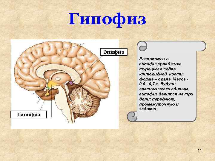 Гипофиз Эпифиз Расположен в гипофизарной ямке турецкого седла клиновидной кости, форма – овала. Масса