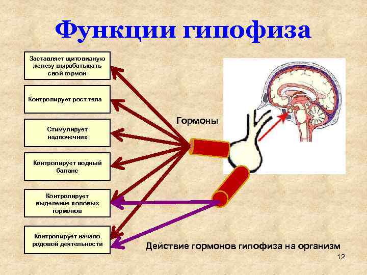 Функции гипофиза Заставляет щитовидную железу вырабатывать свой гормон Контролирует рост тела Гормоны Стимулирует надпочечник