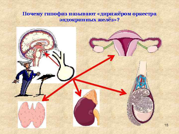 Почему гипофиз называют «дирижёром оркестра эндокринных желёз» ? 15 