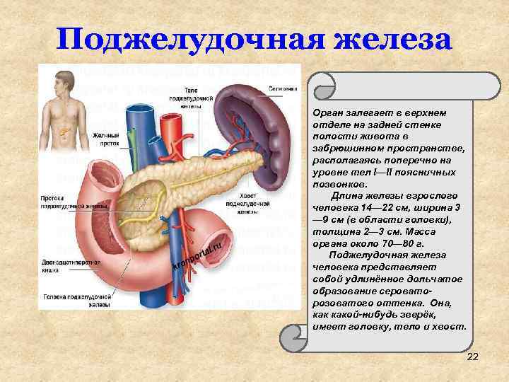 Поджелудочная железа Орган залегает в верхнем отделе на задней стенке полости живота в забрюшинном