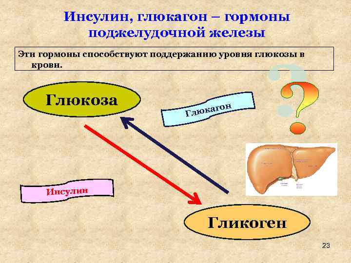 Инсулин, глюкагон – гормоны поджелудочной железы Эти гормоны способствуют поддержанию уровня глюкозы в крови.