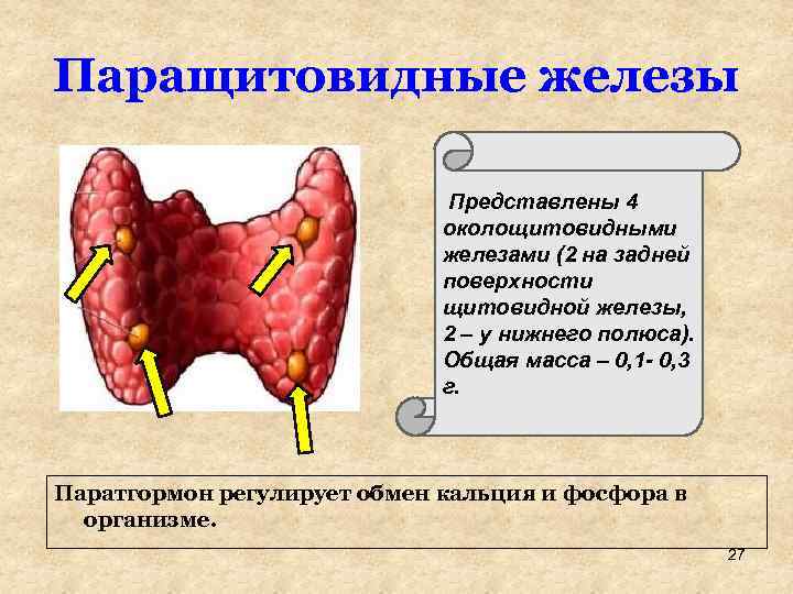 Паращитовидные железы Представлены 4 околощитовидными железами (2 на задней поверхности щитовидной железы, 2 –