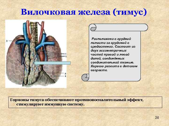 Вилочковая железа (тимус) Расположена в грудной полости за грудиной в средостении. Состоит из двух