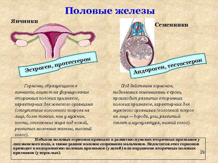 Половые железы Яичники Семенники рон тесте , про ен г Эстро Гормоны, образующиеся в